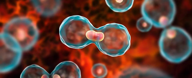 ძუძუს კიბო